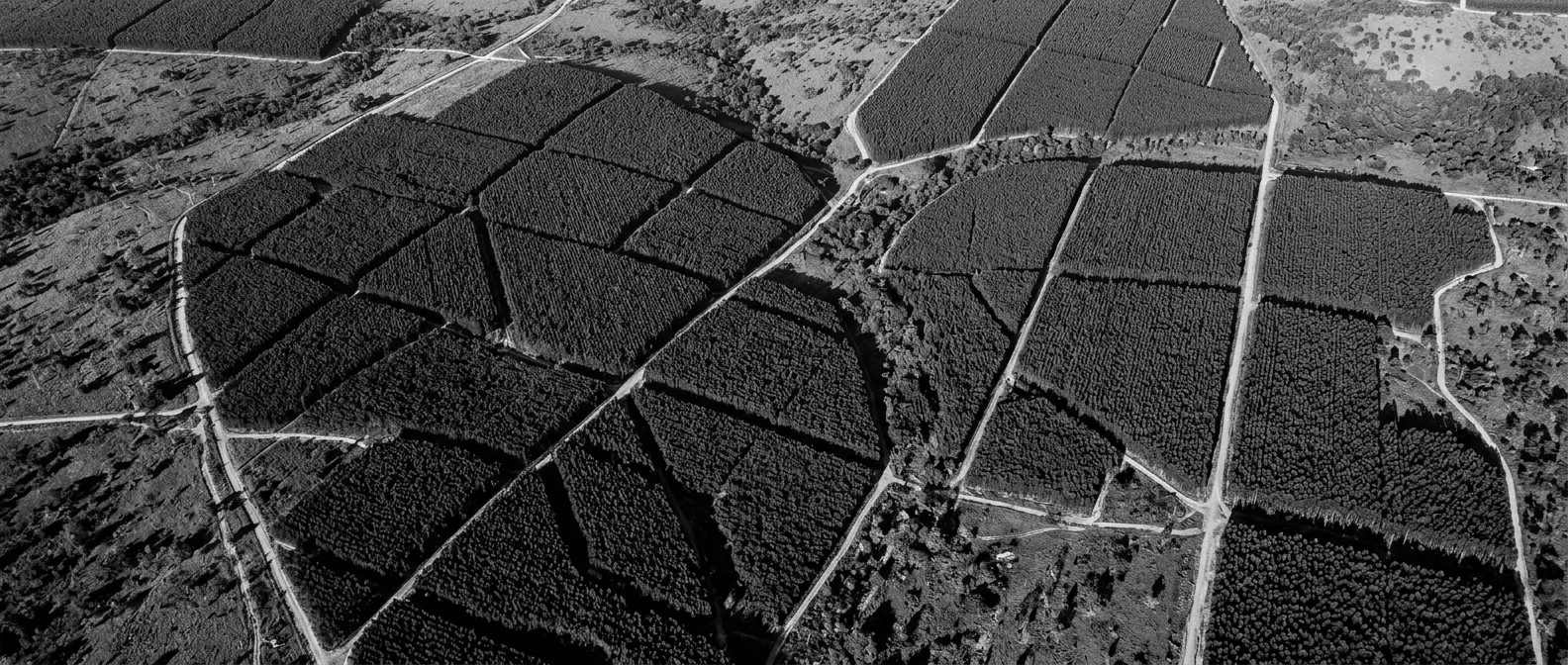 Vista aérea de talhões florestais maduros, em alta resolução